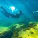 Kangaroo Island - Swim with Dolphins/Seals/Coastal Snorkel - The Experience Itself: Pros and Cons