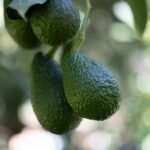 Katikati Avocado Adventure - Is It Worth the Price?