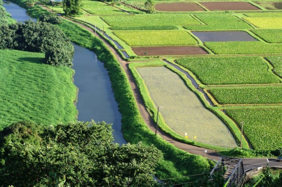 Kauai Northeast Tour, Fern Grotto River Cruise & Lighthouse - What Makes This Tour Stand Out?
