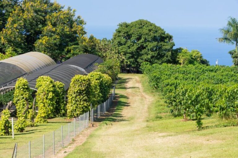 Kauai: Waimea Canyon and Koke'e State Park Tour - Who Is This Tour Best For?