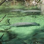 Kayak Rental (2hr) - Blue Spring State Park - What to Expect: The Itinerary in a Nutshell