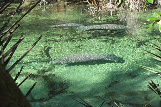 Kayak Rental (2hr) - Blue Spring State Park - What to Expect: The Itinerary in a Nutshell
