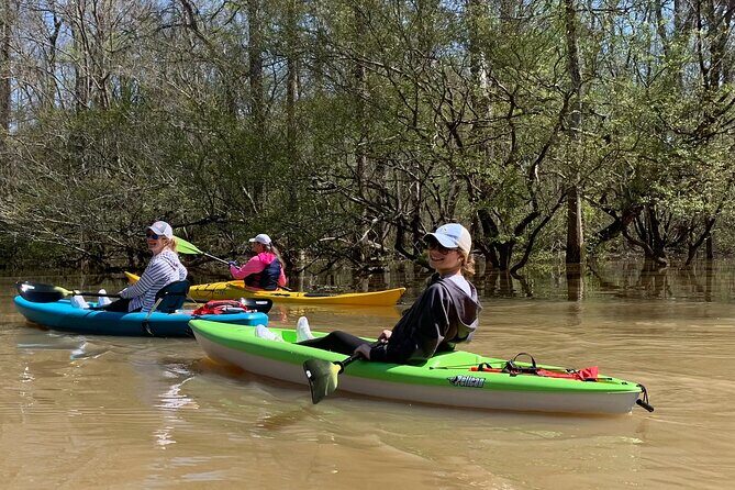 Kayak Tour Of The Honey Island Swamp and Backwaters - What Do Travelers Say?