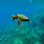 Kayak, Whale Watch And Snorkel At Turtle Town - The Experience Breakdown