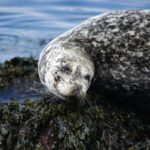Kayaking in Deception Pass State Park - The Price Point: Is It Worth It?