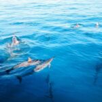 Kealakekua Bay Dolphin Watching, Snorkeling Boat Tour, BBQ - FAQs