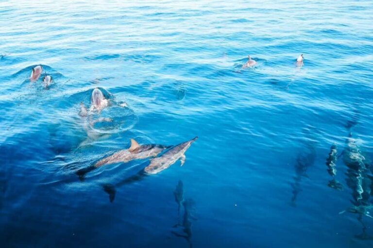 Kealakekua Bay Dolphin Watching, Snorkeling Boat Tour, BBQ - FAQs
