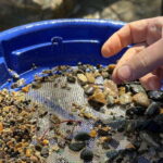 Kelowna E-Bike Gold Panning Expedition - The Experience in Detail