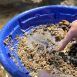 Kelowna: Okanagan Gold Panning Experience at Scenic Canyon - Key Points