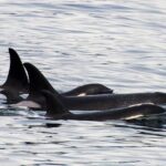 Kenai Fjords Orca Quest Cruise - The Practical Side: What’s Included and What’s Not