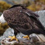 Ketchikan 4 in 1 - The Experience: What Youll Gain