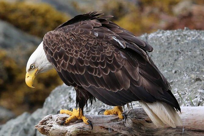 Ketchikan 4 in 1 - The Experience: What Youll Gain