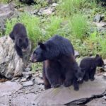 Ketchikan: Alaska Native Cultural and Scenic Shore Excursion - What’s the Experience Like?