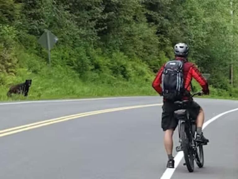 Ketchikan: E-Bike and Hike Tour - Who Should Consider This Tour?