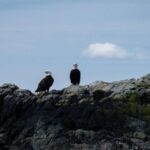 Ketchikan: Lighthouse, Totems & Eagles Excursion - The Food and Beverages: A Nice Bonus