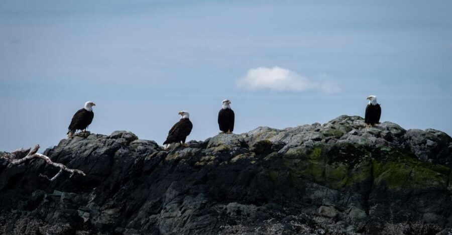 Ketchikan: Lighthouse, Totems & Eagles Excursion - The Food and Beverages: A Nice Bonus