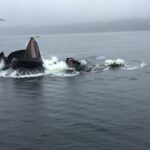 Ketchikan: Marine Wildlife and Whale Watching Boat Tour - The Duration and What It Means for You