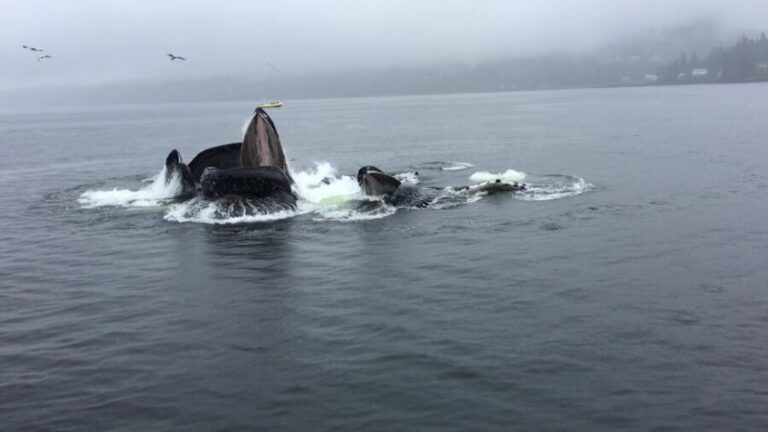 Ketchikan: Marine Wildlife and Whale Watching Boat Tour - The Duration and What It Means for You