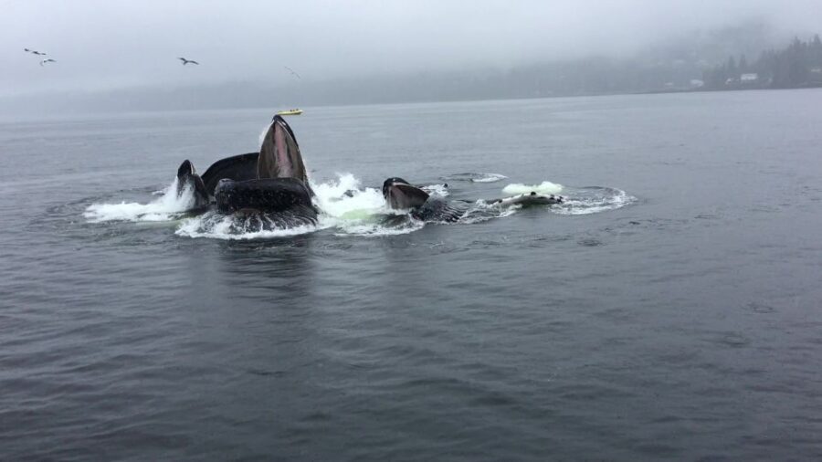 Ketchikan: Marine Wildlife and Whale Watching Boat Tour - The Duration and What It Means for You