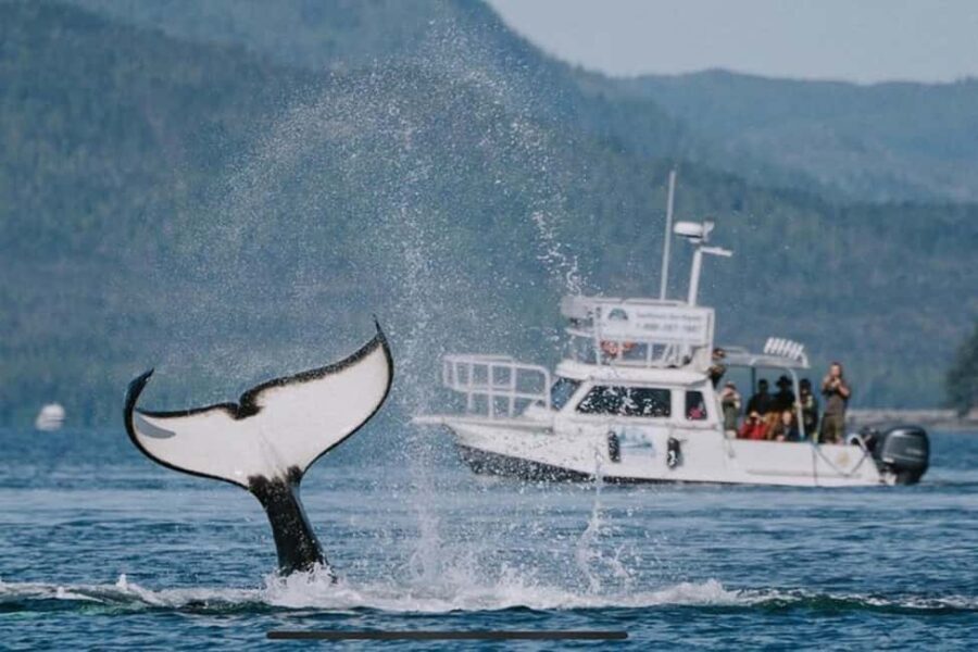 Ketchikan: Orca Cove Fast Boat and Sea Kayak Tour - Food, Comfort, and Practical Details