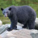 Ketchikan: Potlatch Park, City and Wildlife Private Van Tour - The Details That Matter