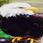 Ketchikan Shore Excursion: Eagle Sanctuary and Rainforest Wildlife Center - The Downsides: What to Keep in Mind