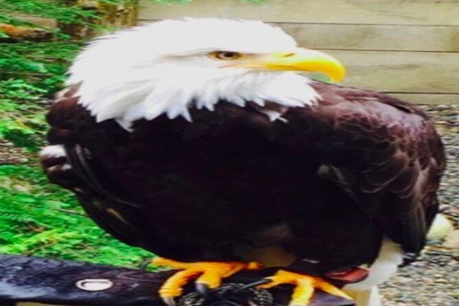 Ketchikan Shore Excursion: Eagle Sanctuary and Rainforest Wildlife Center - The Downsides: What to Keep in Mind