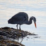 Ketchikan: Totem Pole, Wildlife & City Trolley Tour - The Experience in Detail