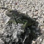 Key Largo: Boat Eco Tour - What To Expect on the Tour