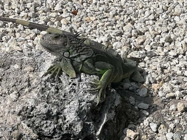 Key Largo: Boat Eco Tour - What To Expect on the Tour