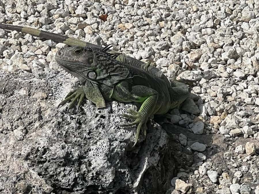 Key Largo: Boat Eco Tour - What To Expect on the Tour