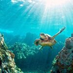 Key Largo Snorkeling Trips & Sandbar Tours - The Equipment and Safety