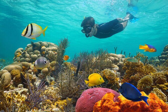 Key West: 3hr Snorkeling Experience with Unlimited Drinks - What to Expect from Your Snorkeling Adventure in Key West