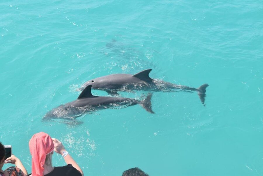 Key West: Dolphin Watching and Snorkeling Sunset Cruise - What’s Included — and Whats Not