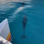 Key West Sunset Sail: Dolphin Watching, Wine, and Tapas - Pricing and Value