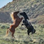 Kicking Red Canyon Wild Mustang Bus Tour Deals 8am Daily - Key Points