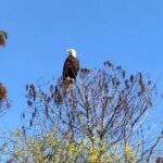 Kissimmee: 1 Hour Florida Everglades Pontoon Boat Tour - The Scenic Journey