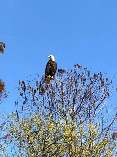 Kissimmee: 1 Hour Florida Everglades Pontoon Boat Tour - The Scenic Journey