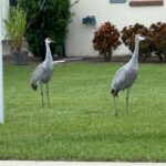 Kissimmee: 4-Hour All Electric Mountain Bike Lakefront Tour - What to Expect During the Tour