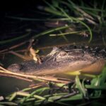 Kissimmee: Boggy Creek Airboats Adventures Night Tour Ticket - Is This Tour Right for You?