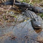 Kissimmee: Everglades Alligator and Wildlife Airboat Tour - The Experience’s Strengths and Considerations