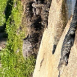 Kissimmee: Explore Lakefront Adventure on Electric Trike - Scenic Stops and Optional Activities