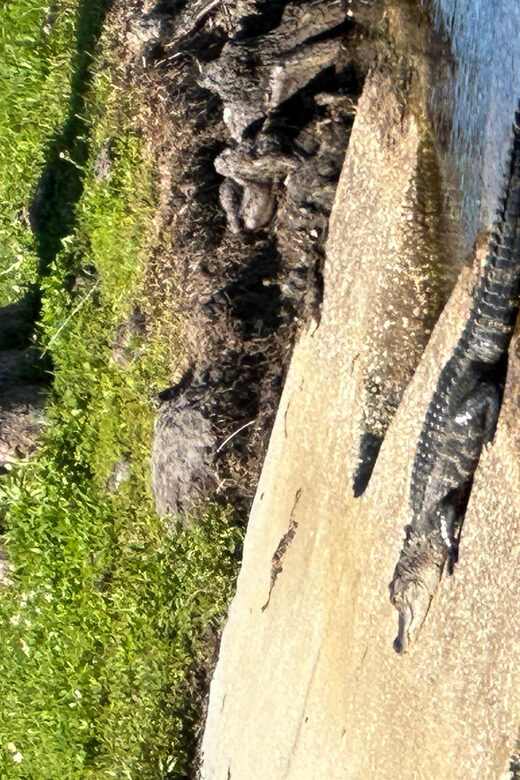 Kissimmee: Explore Lakefront Adventure on Electric Trike - Scenic Stops and Optional Activities