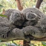 Koala & Kangaroos Experience, Waterfalls and Scenic Train Journey - The Experience: What Makes It Stand Out?