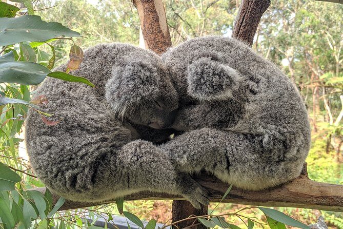 Koala & Kangaroos Experience, Waterfalls and Scenic Train Journey - The Experience: What Makes It Stand Out?