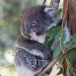 Koalas, Kangaroos and Lyrebirds - What the Reviews Say
