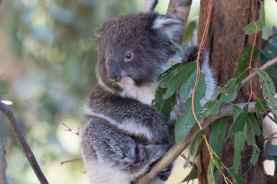 Koalas, Kangaroos and Lyrebirds - What the Reviews Say