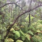 Kona: Big Island Big Volcano Adventure - Practical Details: What’s Included and How It Matters