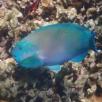 Kona: Captain Cook Snorkel Tour - The Real Value of This Tour