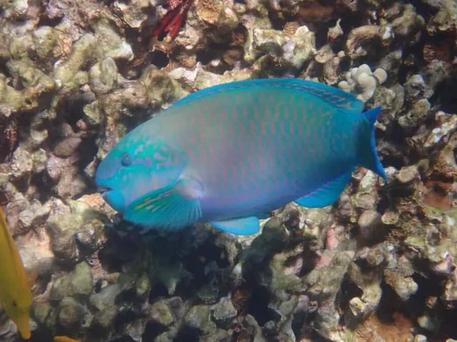 Kona: Captain Cook Snorkel Tour - The Real Value of This Tour